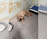 Small Poodle (Miniature)