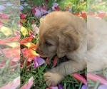 Small Photo #17 Labradoodle Puppy For Sale in DURHAM, CA, USA