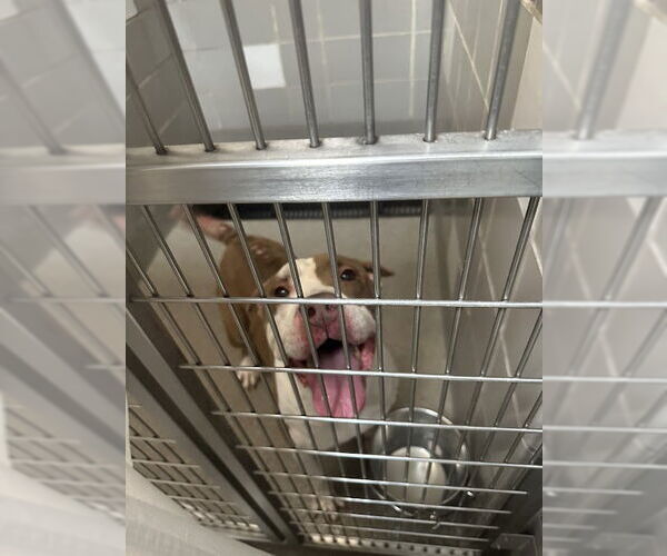 Medium Photo #1 American Pit Bull Terrier-Unknown Mix Puppy For Sale in Las Vegas, NV, USA