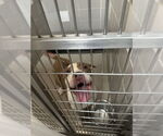 Small American Pit Bull Terrier Mix