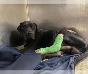 American Staffordshire Terrier-Unknown Mix Dogs for adoption in San Antonio, TX, USA