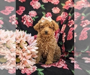 Cock-A-Poo Puppy for sale in OXFORD, PA, USA
