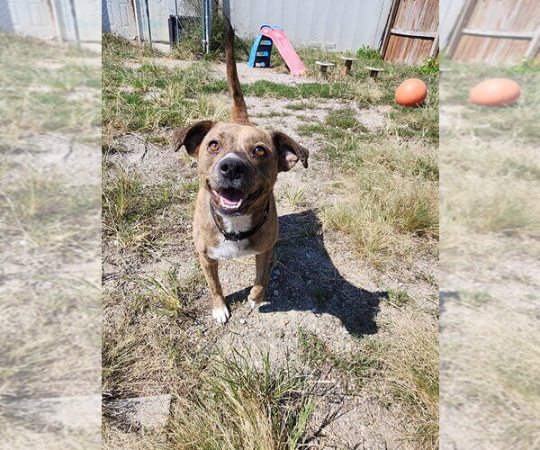 Medium Photo #7 Mutt Puppy For Sale in Evansville, IN, USA