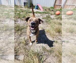 Deluna - Female Mutt Dog for Adoption - Photo #7