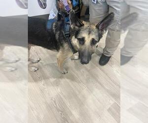 German Shepherd Dog Dogs for adoption in Pearland, TX, USA