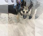 Small German Shepherd Dog
