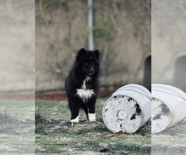 Medium Photo #2 Siberian Husky Puppy For Sale in HEMET, CA, USA