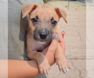 Liam - Male Boxador Dog for Adoption - Photo #4