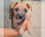 Small Photo #4 Boxador Puppy For Sale in Huntley, IL, USA