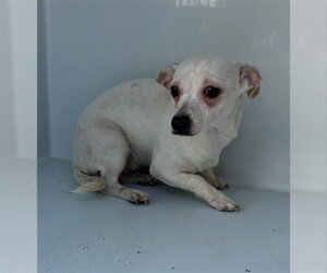 Chihuahua Dogs for adoption in Houston, TX, USA