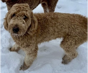 Father of the Goldendoodle puppies born on 05/31/2025