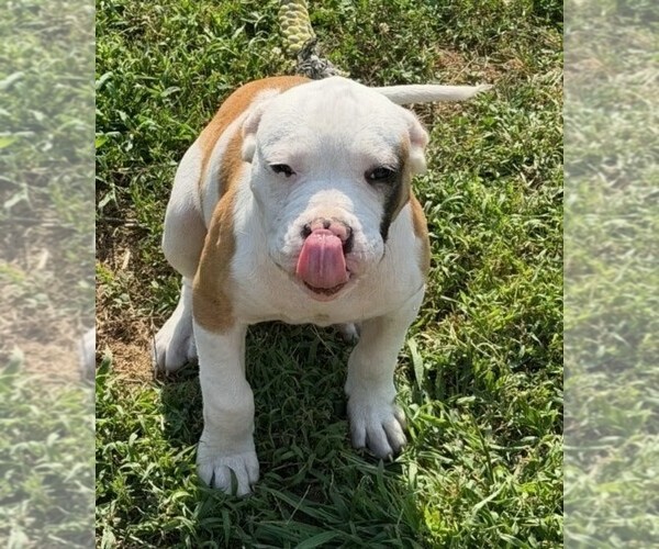 Medium Photo #1 American Bulldog Puppy For Sale in INDEPENDENCE, MO, USA