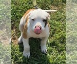 Puppy Romeo American Bulldog