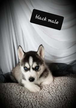 Medium Photo #2 Siberian Husky Puppy For Sale in EXCELLO, MO, USA