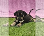 Small #13 Catahoula Leopard Dog