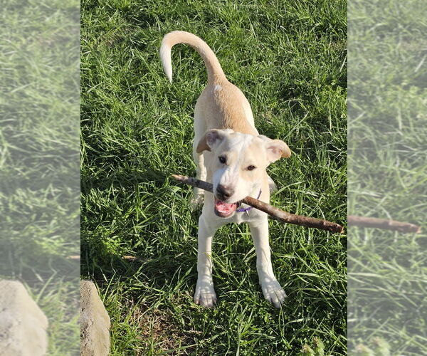 Medium Photo #1 Labrador Retriever-Unknown Mix Puppy For Sale in Evansville, IN, USA