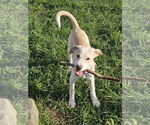 Small Labrador Retriever Mix