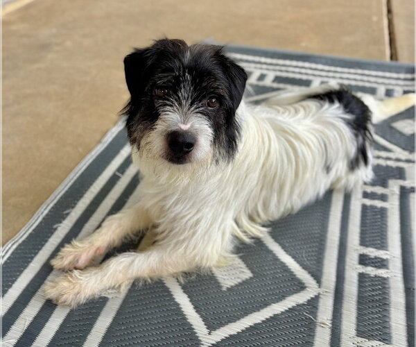 Medium Photo #1 Mutt Puppy For Sale in Boston, MA, USA