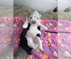 Pomeranian Puppy for Sale in WOONSOCKET, Rhode Island USA
