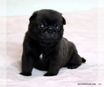 Puppy Toby Pug