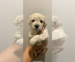Maltipoo Puppy for Sale in CROWN CITY, Ohio USA