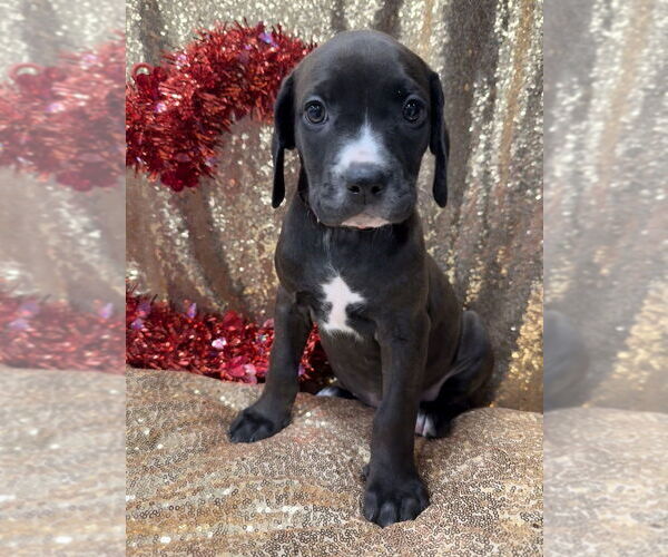 Medium Photo #4 Golden Retriever-Unknown Mix Puppy For Sale in Wenonah, NJ, USA