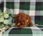 Small Photo #9 Poodle (Toy) Puppy For Sale in KINZERS, PA, USA