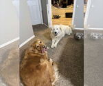 Small #1 Great Pyrenees