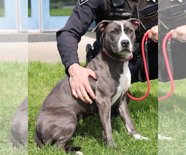 Medium Photo #1 American Pit Bull Terrier Puppy For Sale in Petaluma, CA, USA
