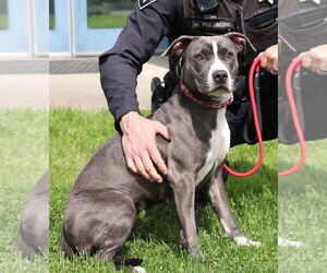 American Pit Bull Terrier Dogs for adoption in Petaluma, CA, USA