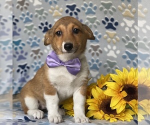 Border Collie-Pembroke Welsh Corgi Mix Puppy for sale in LANCASTER, PA, USA