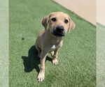 Small #1 Mutt