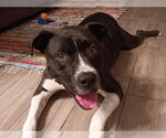 Small #2 American Pit Bull Terrier Mix