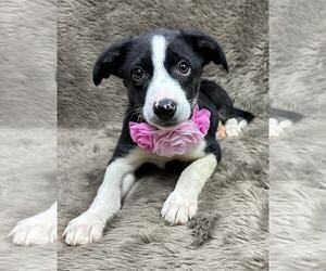Australian Shepherd-Unknown Mix Dogs for adoption in Grafton, WI, USA