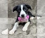 Small Australian Shepherd Mix