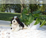 Small #1 Cavapoo
