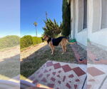 Small #14 German Shepherd Dog Mix