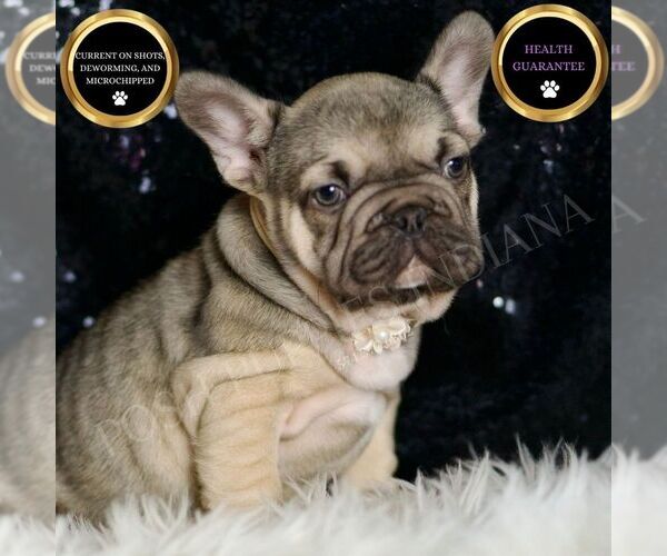Medium Photo #1 French Bulldog Puppy For Sale in WARSAW, IN, USA