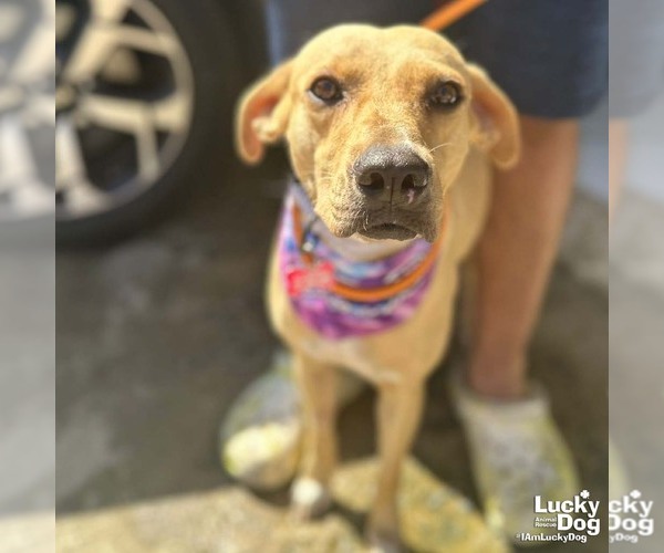 Medium Photo #1 Labrador Retriever-Unknown Mix Puppy For Sale in Washington, DC, USA