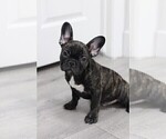 Puppy 6 French Bulldog