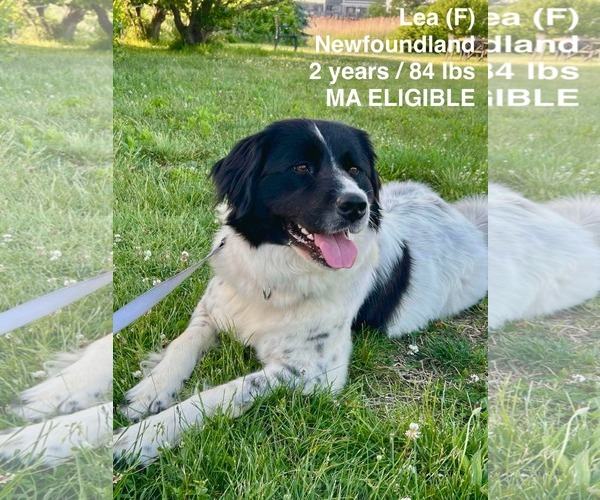 Medium Photo #1 Mutt Puppy For Sale in pomfret, CT, USA