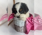 Small #1 Miniature Australian Shepherd
