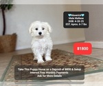 Small #1 Maltese