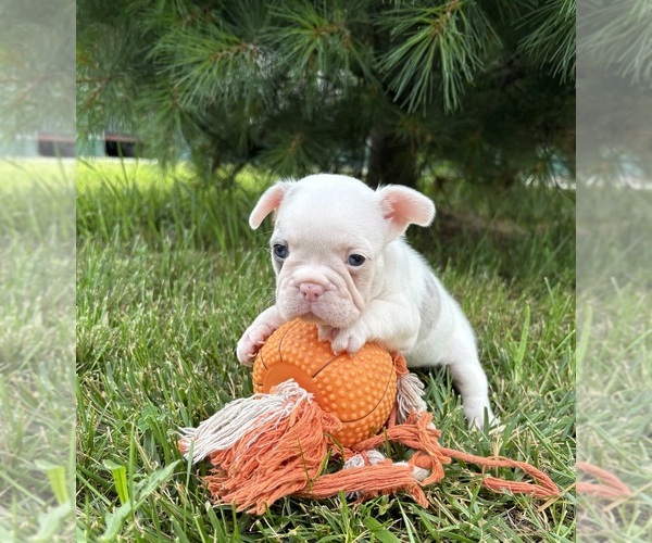 Medium Photo #4 French Bulldog Puppy For Sale in MIDDLEBURY, IN, USA