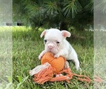 Small #3 French Bulldog