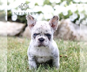 French Bulldog Puppy for sale in RONKS, PA, USA