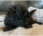 Small Photo #12 Labradoodle Puppy For Sale in CISCO, TX, USA