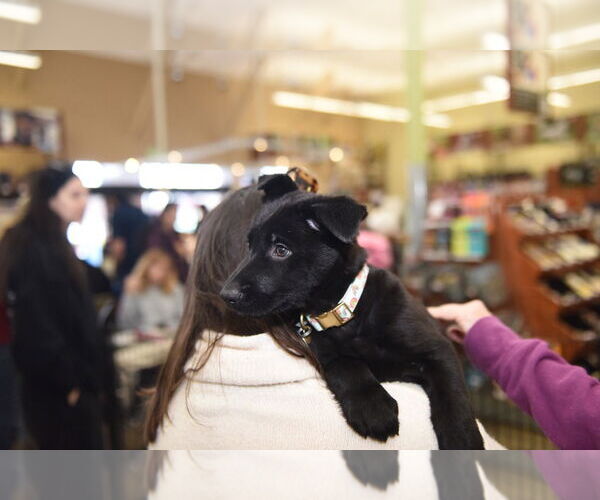 Medium Photo #1 German Shepherd Dog Puppy For Sale in Modesto, CA, USA