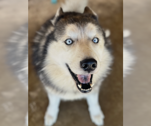 Medium Photo #4 - Mix Puppy For Sale in Dana Point, CA, USA