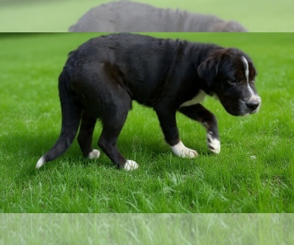 Medium Photo #1 Chinese Shar-Pei-Poodle (Miniature) Mix Puppy For Sale in SANFORD, NC, USA